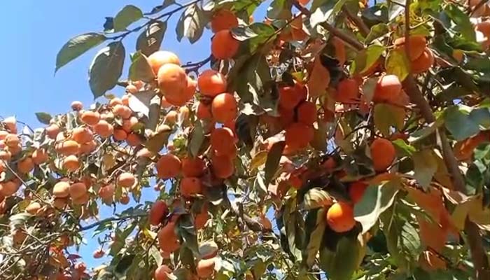 جاپانی پھل ’املوک‘ کے بے شمار طبی فوائد کیا؟